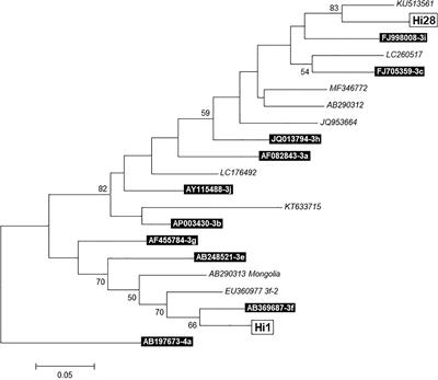 Occurrence of Hepatitis E Virus in Pigs and Pork Cuts and Organs at the Time of Slaughter, Spain, 2017